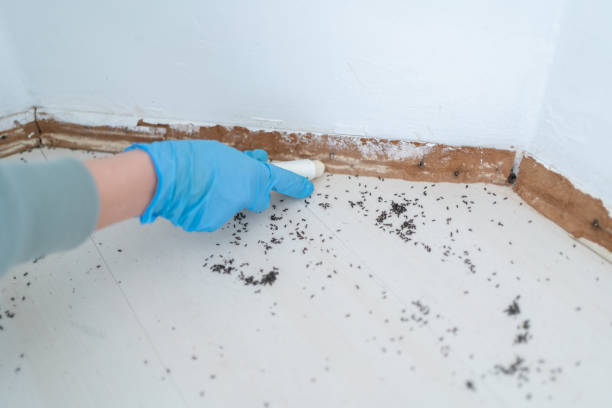 Wasp Removal Services in Fountain Hill, PA